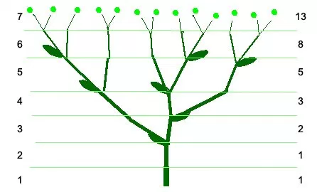 Figure 2. Fibonacci numbers are often found in nature.