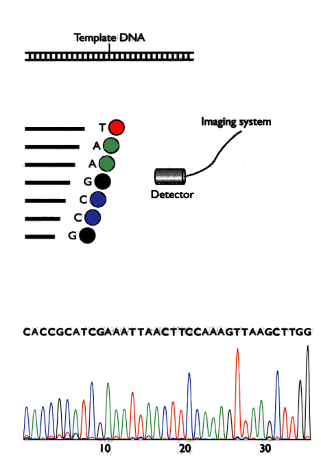 Fig 2: Generation of chromatograms